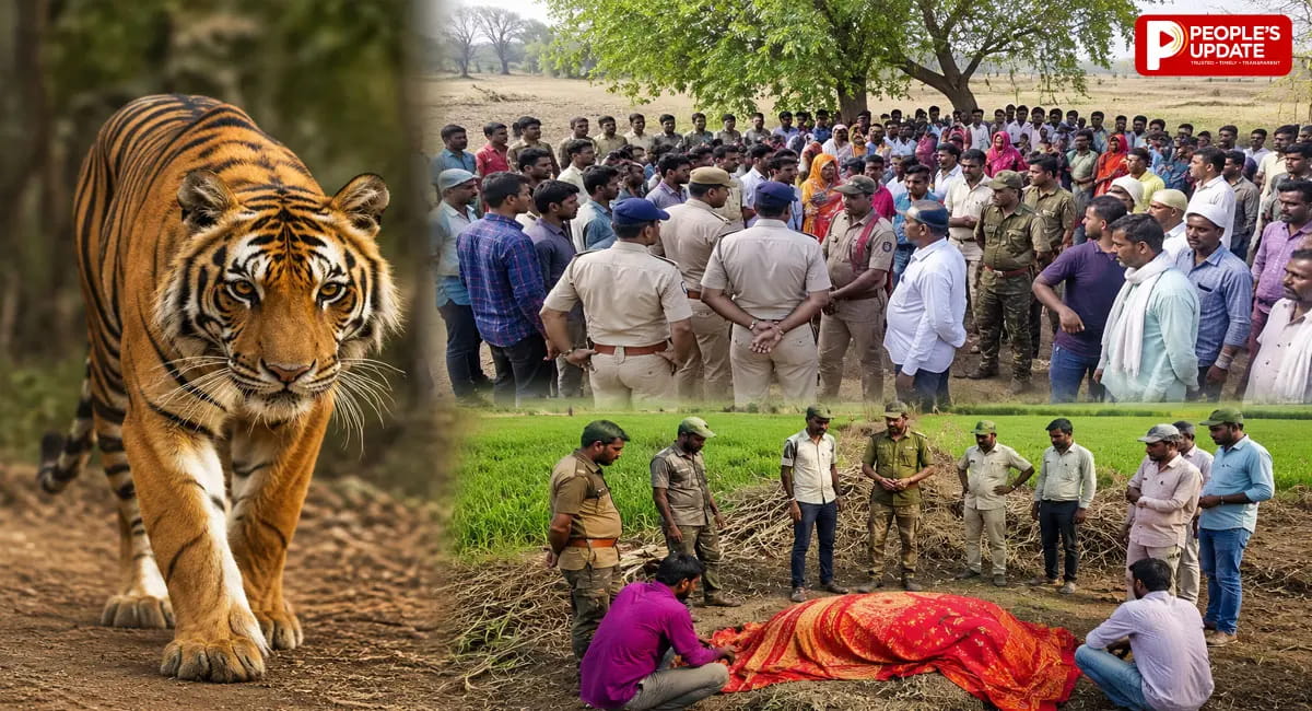 सिवनी और मंडला में 3 लोगों की मौत, कान्हा टाइगर रिजर्व में वनकर्मी की गई जान