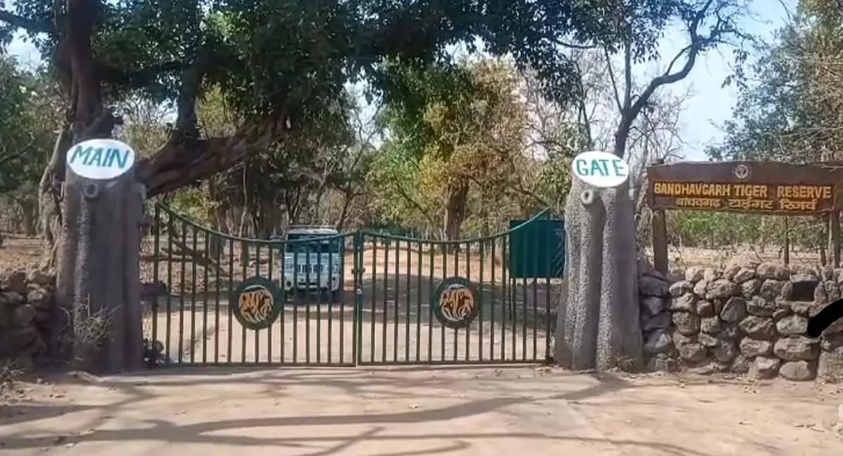 बांधवगढ़ टाइगर रिजर्व में सुरक्षा में बड़ी चूक, बिना अनुमति पर्यटक पहुंचे कोर जोन; वनरक्षक की लापरवाही आई सामने