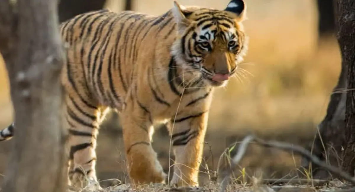 बांधवगढ़ में हमलावर बाघ की मौत, दोबारा शव का होगा पोस्टमार्टम