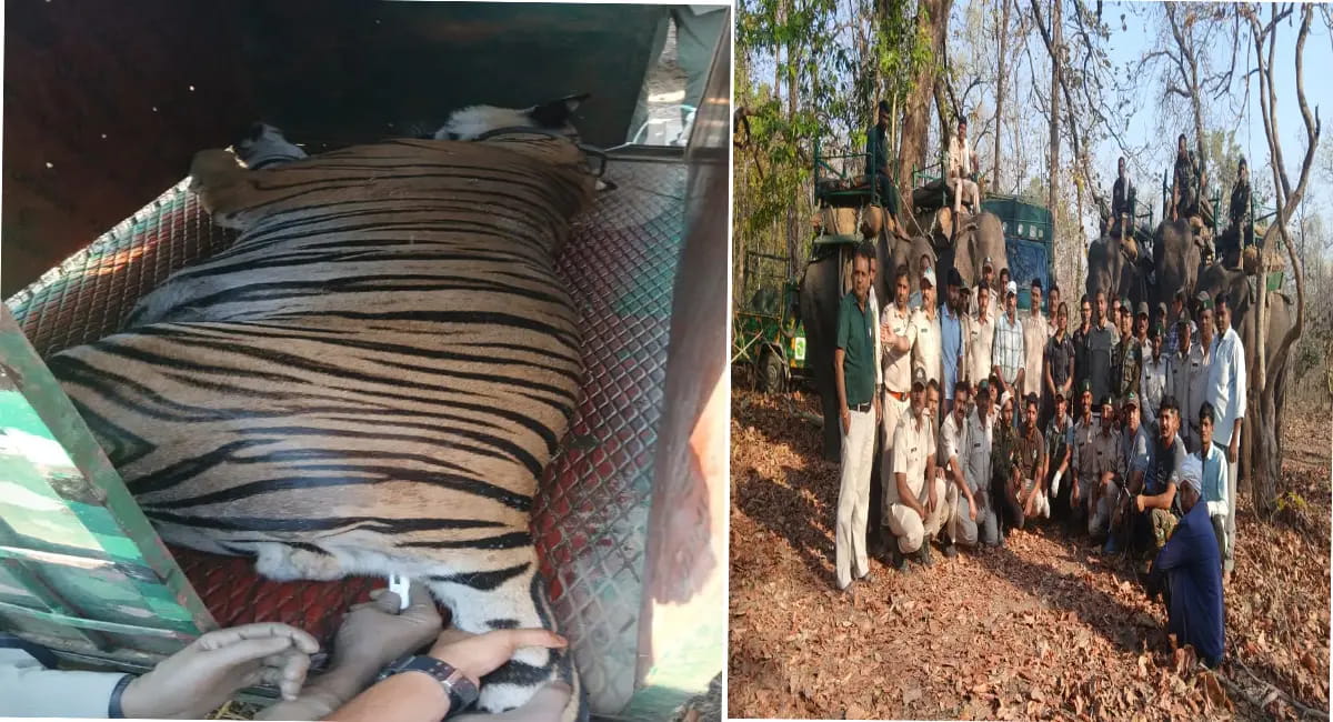 3 दिन के हाईटेक ऑपरेशन में Bengal Tiger का रेस्क्यू