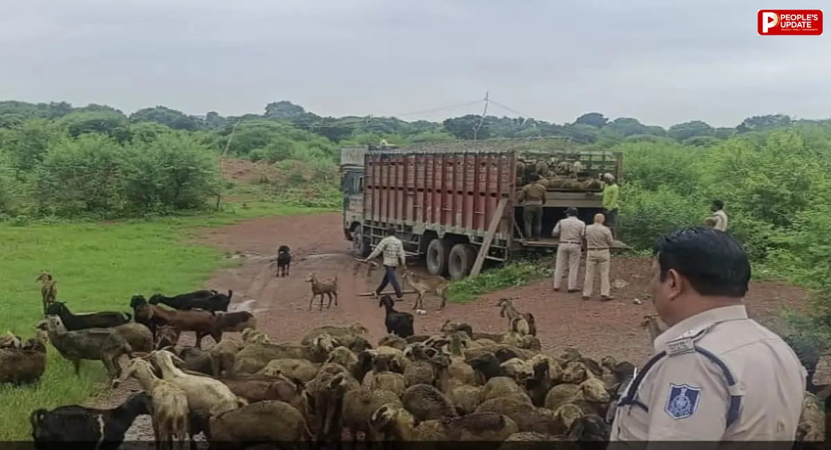 कटनी में 263 भेड़-बकरियों से भरा ट्रक पकड़ा, बिना परमिट और क्रूरता से परिवहन का आरोप; 2 आरोपी गिरफ्तार