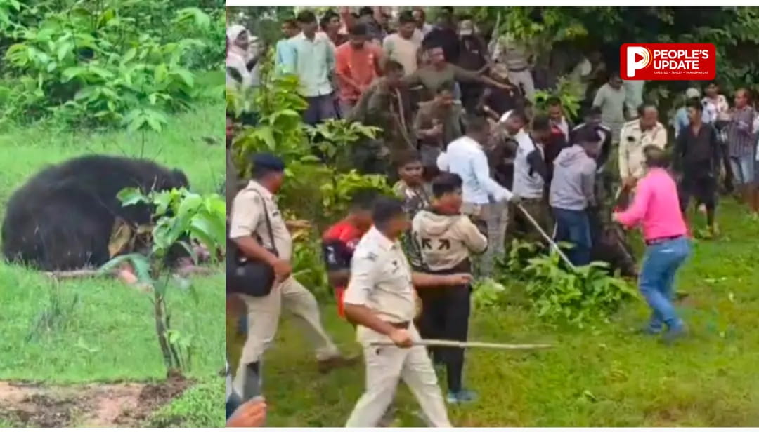 कांकेर में मादा भालू का कहर: दो सगे भाई-बहन की मौत, तीसरी बहन जिंदगी की जंग लड़ रही,4 घंटे बाद काबू में आया भालू