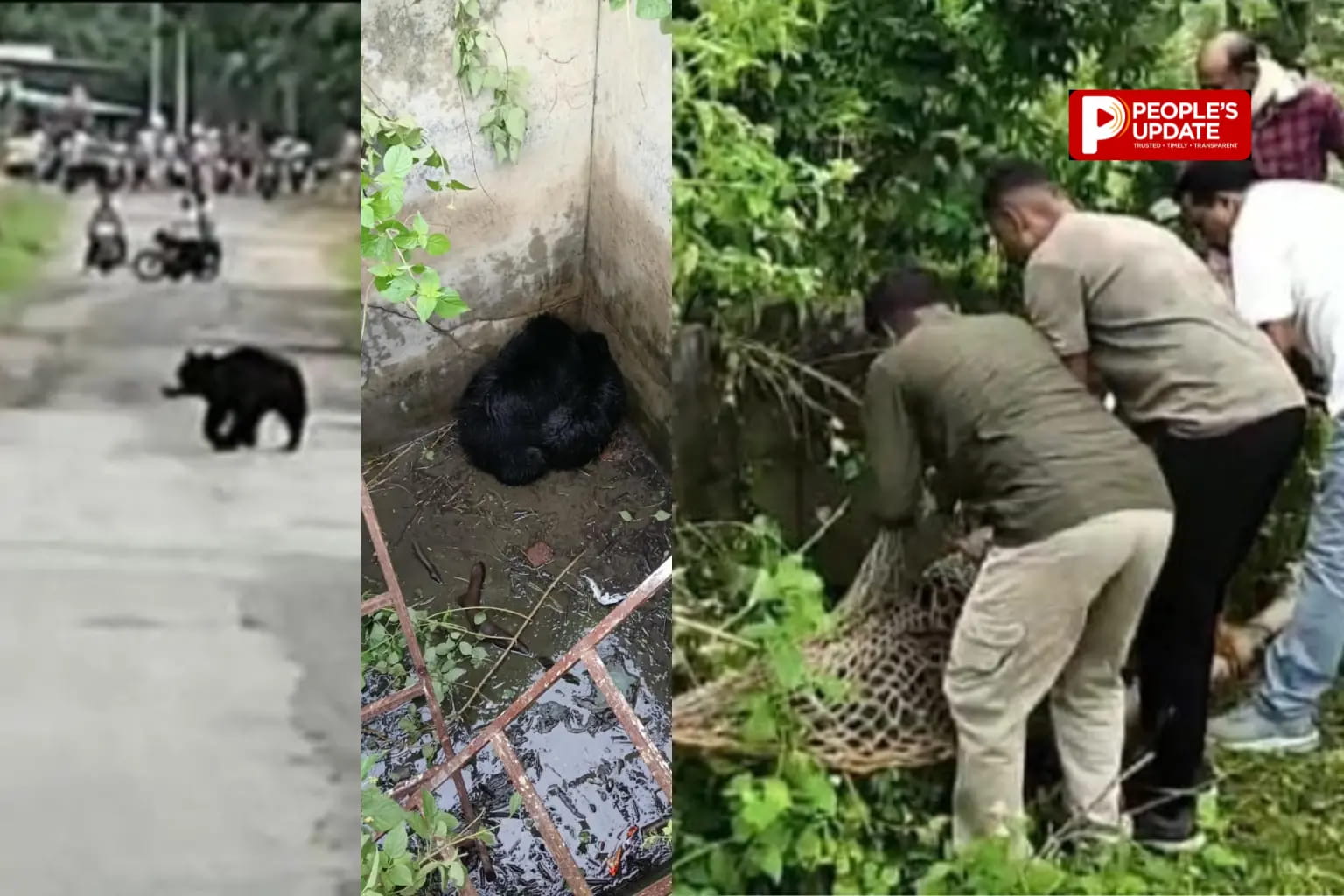 कांकेर में 7 फीट गहरे सेप्टिक टैंक में गिरे भालू के दो शावक, बचाने पहुंची मादा ने ग्रामीणों को दौड़ाया