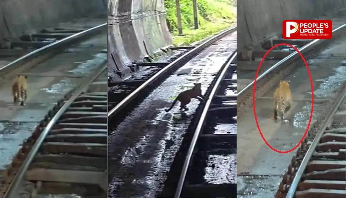  भनवारटंक टनल में दिखा हैरान करने वाला नजारा ,आगे-आगे तेंदुआ  पीछे-पीछे ट्रेन, VIDEO हुआ वायरल