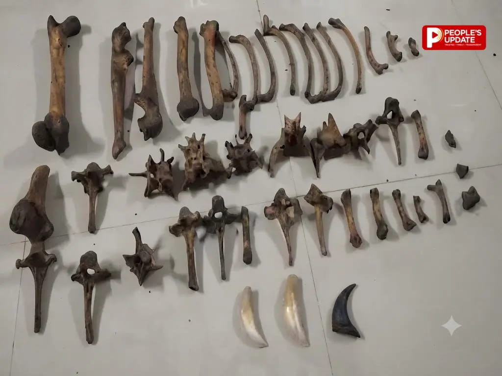  छग बार्डर  में बाघ की 43 हड्डियां, 2 दांत और जिंदा पेंगोलिन के साथ अंतरराज्यीय तस्करी गिरोह के 6 सदस्य गिरफ्तार