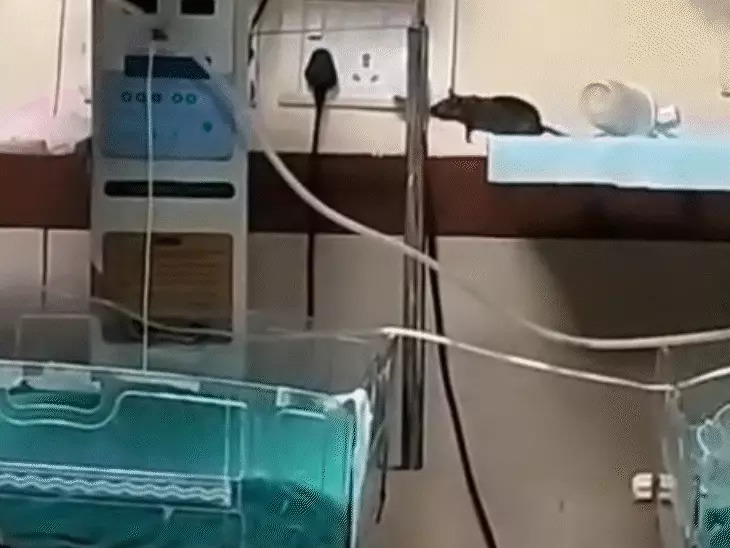 इंदौर के एमवाय अस्पताल में लापरवाही, NICU में चूहों ने दो नवजातों के हाथ कुतरे, चूहे उछल-कूद करते VIDEO वायरल