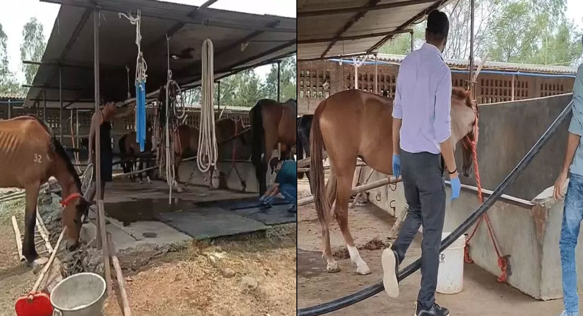 हैदराबाद से जबलपुर आए घोड़ों की मौत का सिलसिला जारी, 57 में से 6 घोड़ों की मौत; मालिक ने वापस भेजने की अनुमति मांगी