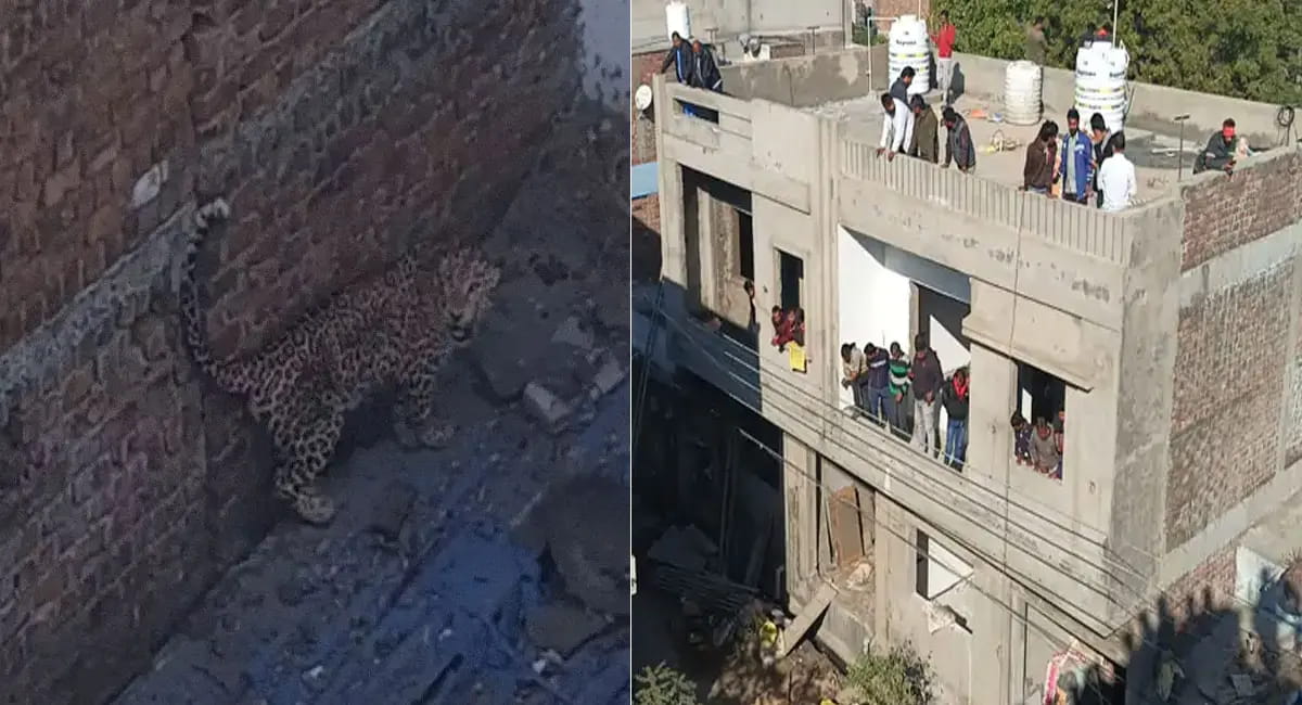 4 घंटे चला रेस्क्यू; ट्रेंकुलाइजर से बेहोश कर पकड़ा