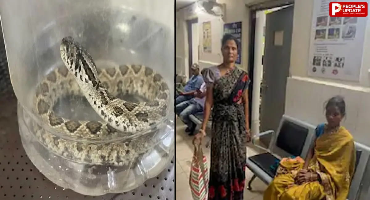 महिला को सांप ने डसा तो उसे डिब्बे में बंद कर पहुंच गई अस्पताल, डॉक्टर भी रह गए हैरान