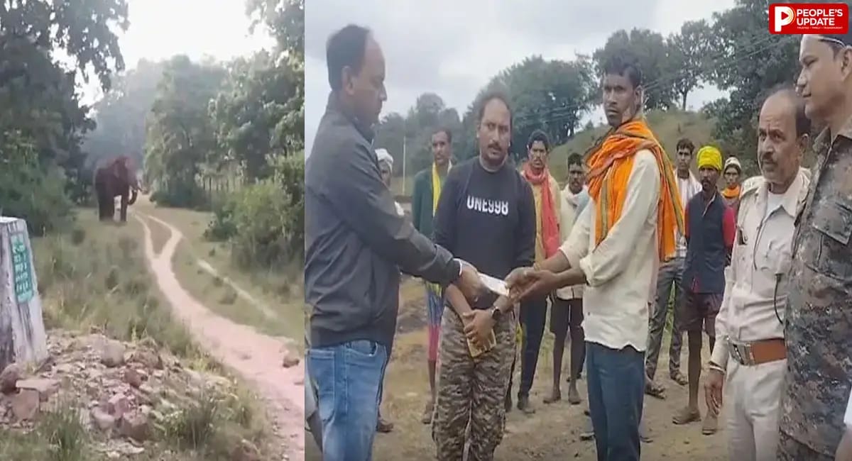 पहले किसान पर हमला, अब बुजुर्ग की मौत; डिंडौरी में जंगली हाथी से बढ़ा खतरा