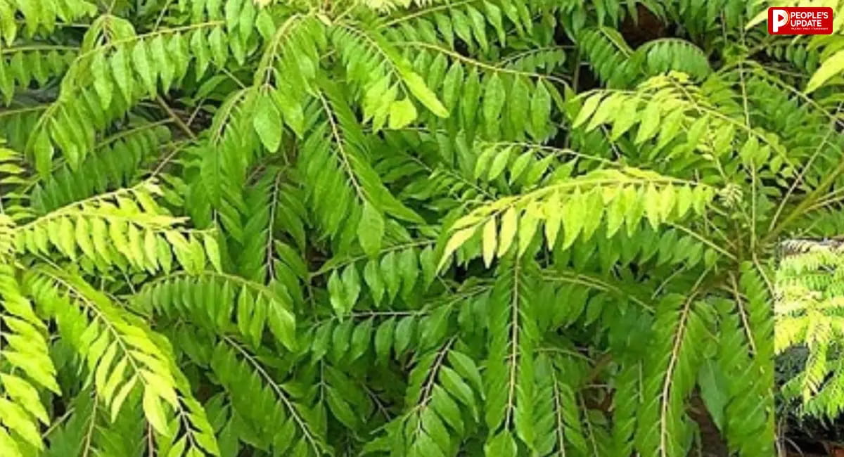 सूख रहा है कड़ी पत्ते का पौधा? ये देसी तरीके ला सकते हैं नई हरियाली, ऐसे करें देखभाल