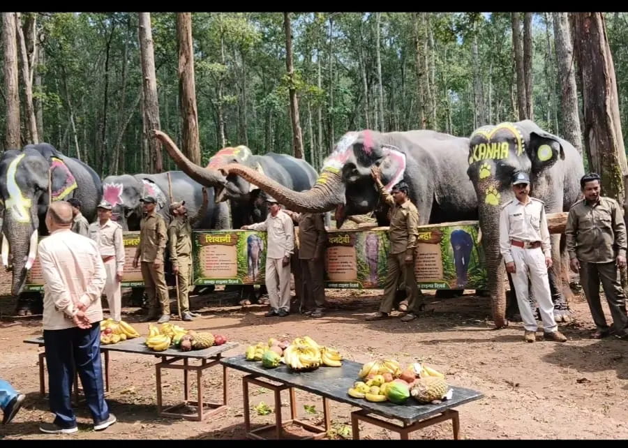 रिजुविनेशन कैंप-स्नान, मालिश से लेकर स्पेशल डाइट तक...कान्हा में 16 हाथियों की ‘रॉयल केयर’, सेहत और व्यवहार पर रहेगा फोकस