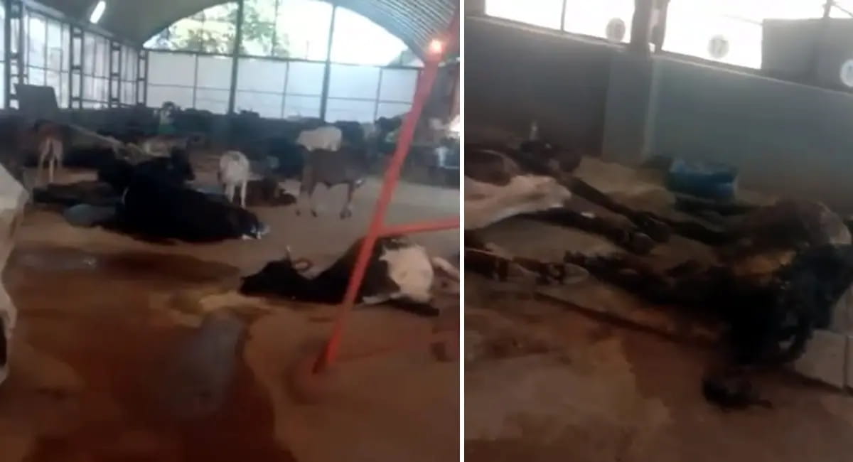 गौशाला में 20 गायों की भूख-प्यास हुई मौत - कांग्रेस ने जारी किया वीडियो ,सरकार पर साधा सीधा निशाना