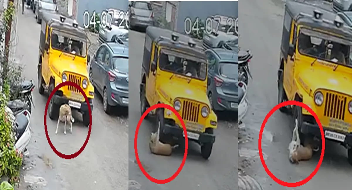जब बेजुबानों पर ढा रहे ऐसा कहर, तो आम जनता का क्या होगा?