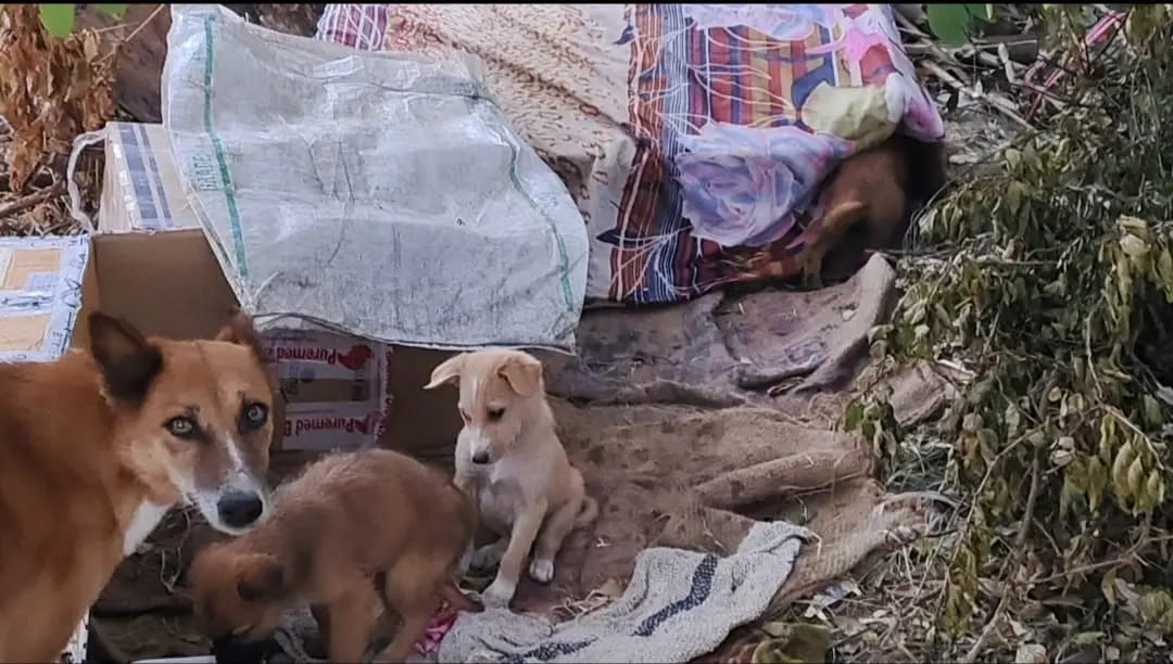 भोपाल में दीदी के शेल्टर होम का कमाल... 11 मील इलाके में गलियों के कुत्तों ने काटना छोड़ा