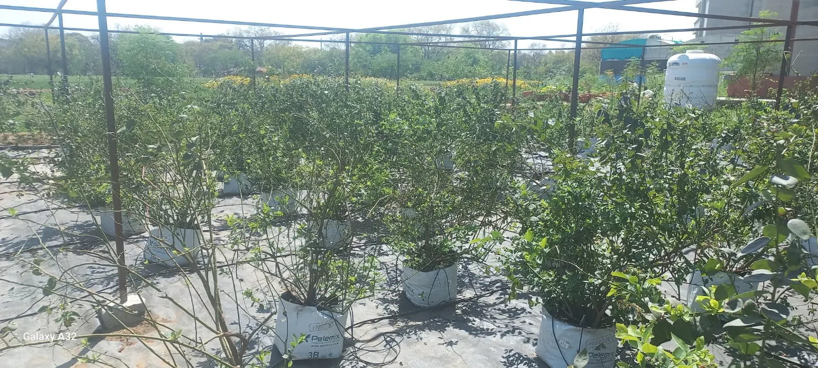 ग्वालियर के गर्म तापमान में उगा दिए ब्लूबेरी के फल, एग्रीकल्चर यूनिवर्सिटी कराएगी तकनीक का पेटेंट           