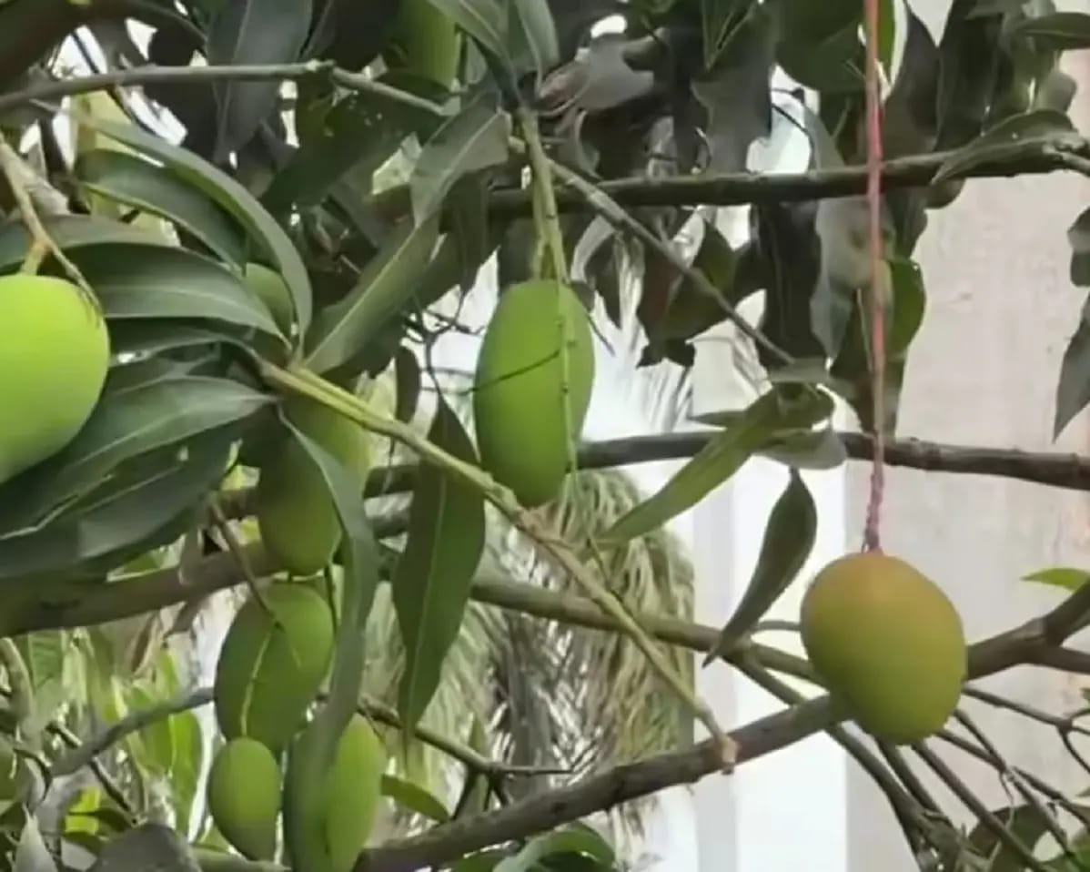 750 वैरायटी दिखाने में लग जाता था पूरा दिन, इसलिए एक पेड़ पर लगा दिए 234 तरह के आम, अगले साल इसी पेड़ पर 500 किस्म के फल लगेंगे