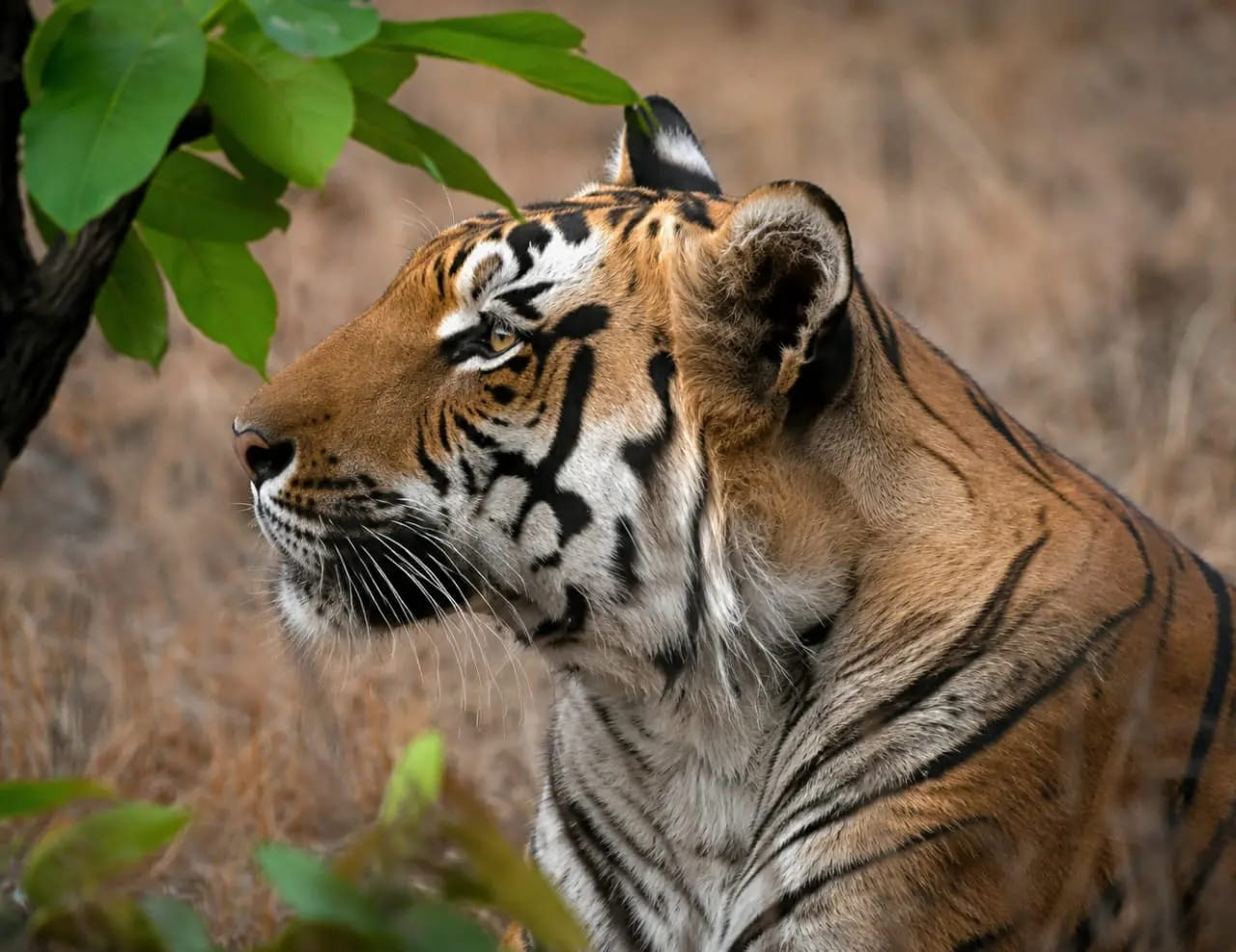 केरवा का ‘त्रिशूल’ टाइगर रातापानी का नया सितारा, दोनों गालों पर दुर्लभ आकृति