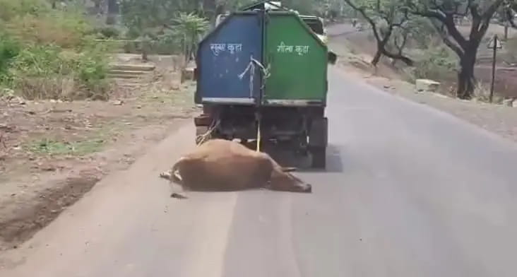 बैतूल में मृत गाय को कचरा वाहन से घसीटा, गौ सेवक-हिंदू संगठन खफा