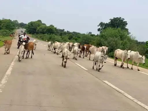 कटनी-जबलपुर हाईवे पर हादसों को रोकने के लिए मास्टर प्लान तैयार, संवेदनशील इलाकों में बनेंगी अस्थाई गौशालाएं
