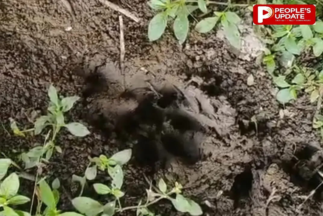 सीहोर नगर में टाइगर की एंट्री से हड़कंप, मंडी से अवधपुरी तक खौफ; हाउसिंग बोर्ड की ओर बढ़ा बाघ