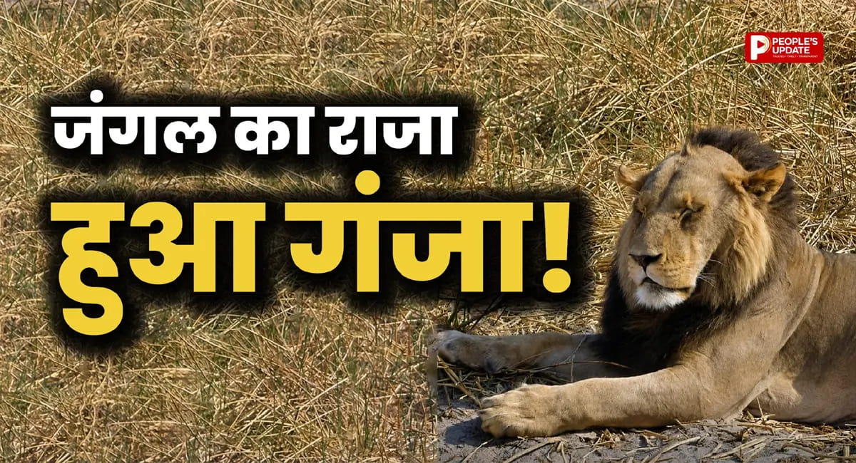 शेर का ऐसा लुक पहले कभी नहीं देखा होगा, सोशल मीडिया पर वायरल हुई तस्वीर