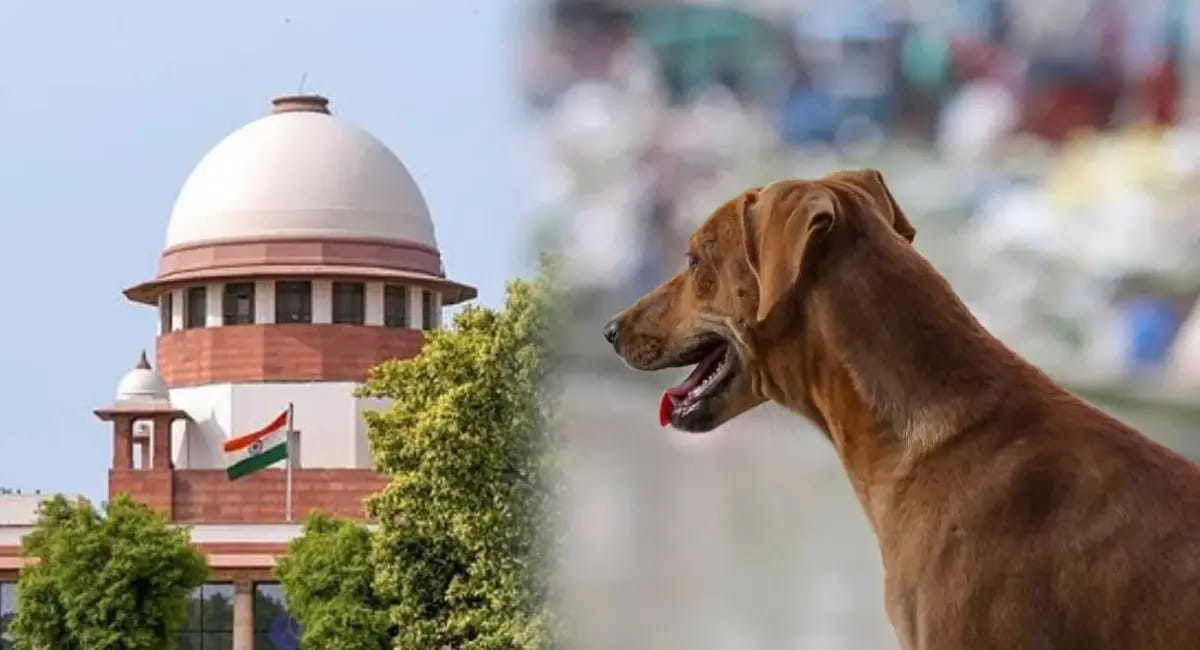 आवारा कुत्तों के हमले में मौत हुई तो 'खाना खिलाने वाले' होंगे जिम्मेदार, हमारी टिप्पणी को मजाक में न लें