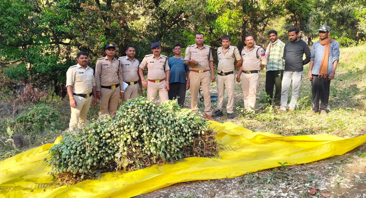 जंगल में 6 हजार से ज्यादा पौधे जब्त, 20 लाख की फसल उजागर 