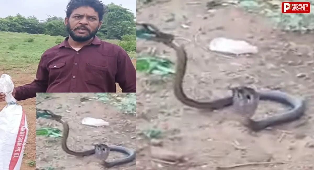 सोहागपुर में कोबरा के डसने से 15 वर्षीय छात्रा की मौत, घर में सोते समय हुआ हादसा
