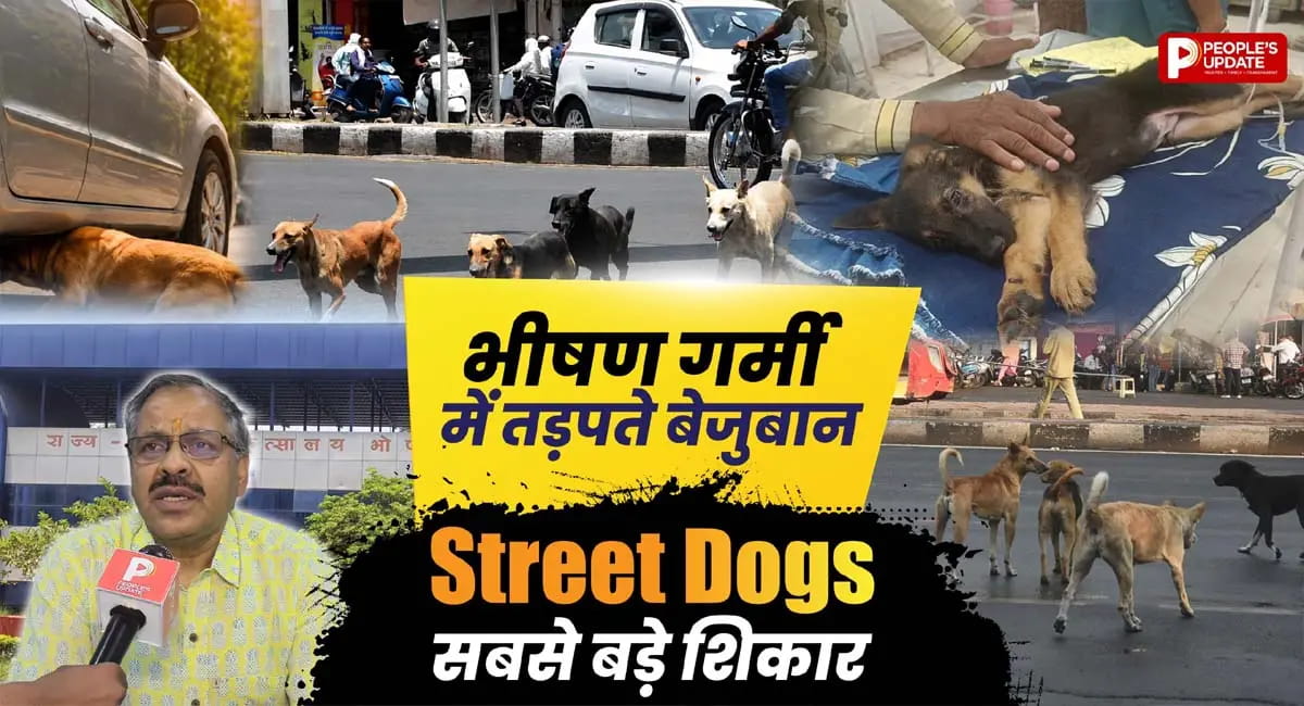 सड़क पर तड़प रहे स्ट्रीट डॉग्स! क्या जानवरों के लिए भी जानलेवा होता है हीटस्ट्रोक?