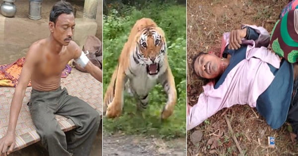 बांधवगढ़ में क्षमता से ज्यादा टाइगर्स का साइड इफेक्ट, बढ़ रहे इंसानों पर हमले; आज भी अटैक की दो घटनाएं, 1 की मौत, 1 घायल