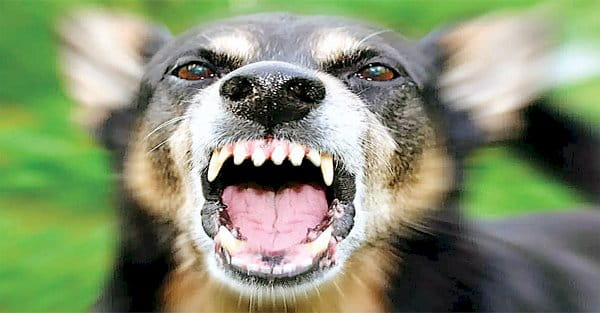10 साल में 2 लाख लोग डॉग बाइट के शिकार; 5 बच्चों की मौत, कार्रवाई के नाम पर रस्मअदायगी
