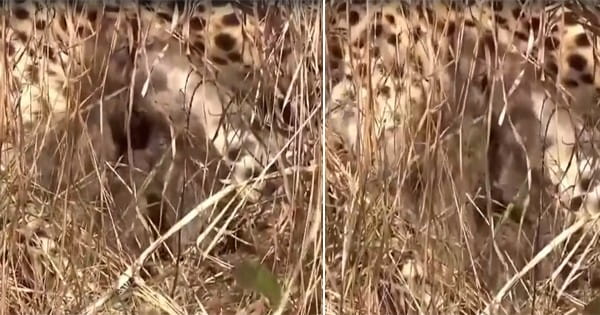 Kuno National Park : कूनो में फिर गूंजी किलकारी... मादा चीता ज्वाला ने 3 शावकों को दिया जन्म