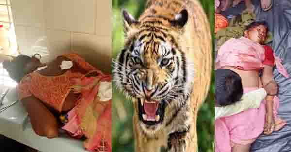 उमरिया : खूंखार बाघिन ने दो महिलाओं पर किया हमला, एक की मौत, दूसरी घायल; महिला को जबड़े में दबाकर जंगल भागी बाघिन