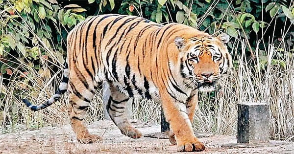 देश में 10 साल में 1,062 बाघों की मौत , इनमें से सबसे ज्यादा 270 मौतें मप्र में