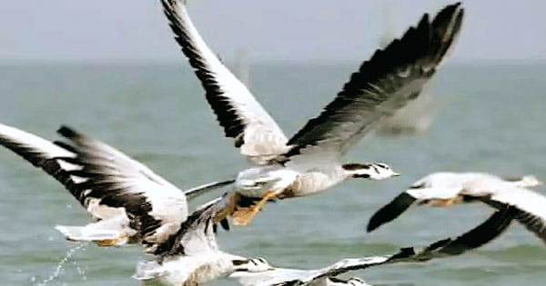 हर 5 में से एक प्रवासी प्रजाति विलुप्त होने की कगार पर