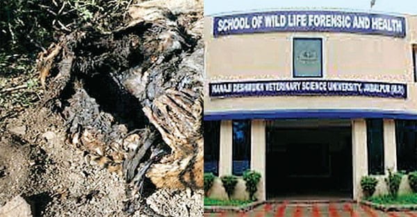 वन्यप्राणियों की मौत कैसे हुई, मक्खियां खोल देंगी राज