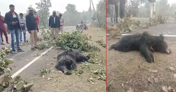 बालाघाट : सड़क पार कर रहे भालू को अज्ञात वाहन ने मारी टक्कर, मौत; जांच में जुटी वन विभाग की टीम