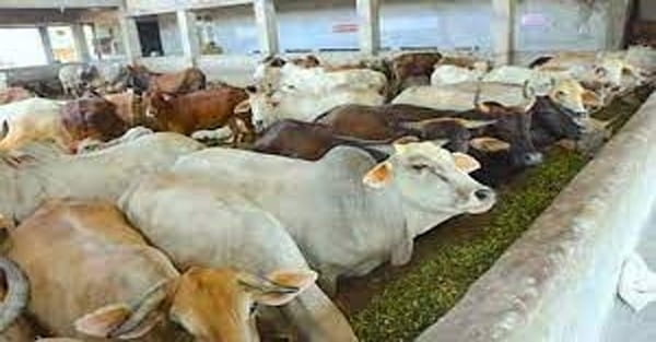 आवारा घूमने वाली गायों को संरक्षण देने बनेगा कानून