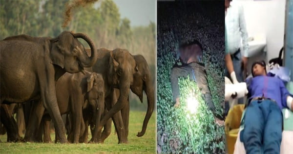 अनूपपुर में जंगली हाथियों के हमले में किसान की मौत, वन विभाग की फायरिंग में 2 घायल, सीएम ने किया मुआवजे का ऐलान