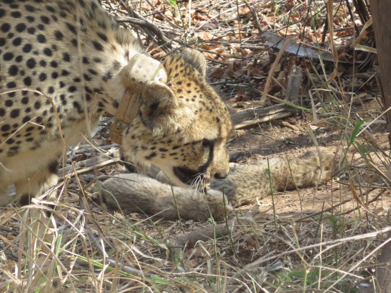 Cheetah story: MP :  कूनो से फिर आई खुशखबरी, चीता गामिनी ने दिया 5 शावकों को जन्म, नन्हे मेहमानों की संख्या हुई 13