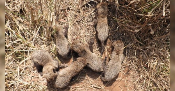 Kuno National Park : चीता गामिनी ने 5 नहीं छह शावकों को दिया था जन्म, निगरानी के दौरान एक और शावक मिला; केंद्रीय वन मंत्री भूपेंद्र यादव ने की पुष्टि