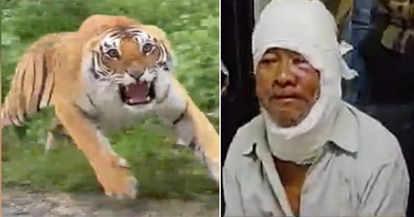 चमत्कार : बाघ के साथ 12 मिनट तक किया संघर्ष, बचा ली अपनी जान, सिर्फ नाम के नहीं असलियत में है बहादुर
