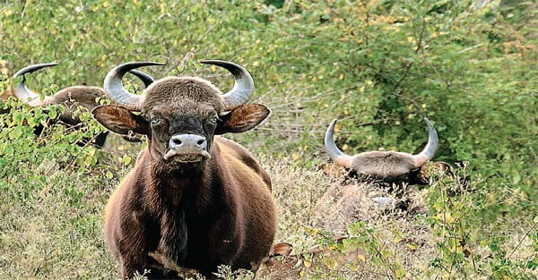 कान्हा से संजय टाइगर रिजर्व भेजे जाएंगे बायसन