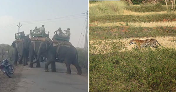 VIDEO : रिहायशी इलाके में पहुंचा बाघ, बैल का किया शिकार, पन्ना टाइगर रिजर्व की टीम ने हाथियों की मदद से वापस जंगल में खदेड़ा