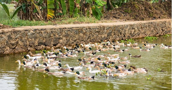 केरल में Bird Flu फैलने से मचा हड़कंप, प्रशासन ने घरेलू पक्षियों को मारने का लिया फैसला; जिला प्रशासन का दावा- इंसानों में फैलने की संभावना नहीं