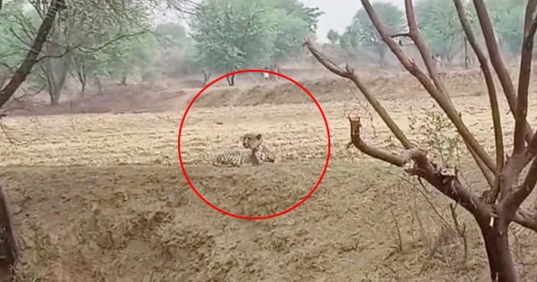 VIDEO : MP के कूनों से निकलकर राजस्थान पहुंचा चीता, ग्रामीणों में फैली दहशत