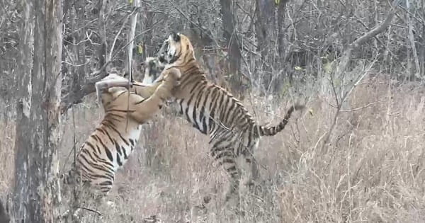 Panna Tiger Reserve : अचानक एक के बाद एक सामने आ गए 9 टाइगर, देखिए फिर क्या हुआ