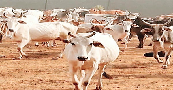 प्रदेश की 2 हजार गोशालाओं में 3.15 लाख को आश्रय, 10 लाख आवारा पशु सड़कों पर