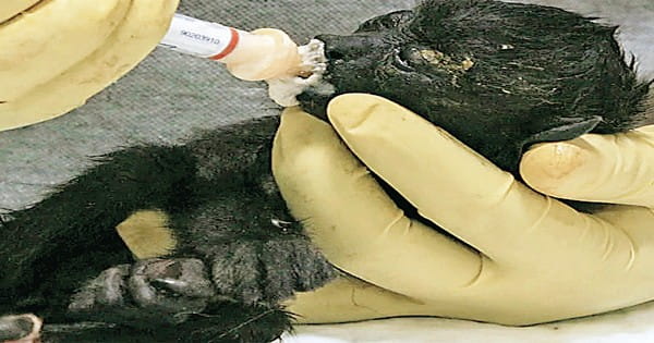 मेक्सिको में गर्मी, पेड़ों से गिरकर दम तोड़ रहे बंदर